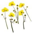 thumbnail image 2 of 16 Unids Multi Real Hojas Flor Seca Hojas Secas Adornos DIY Colgantes Tarjeta Fabricación de Scrapbooking Arte Artesanía Joyería, 2 of 9