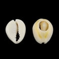 thumbnail image 2 of Natural Mixed Cowrie Shell Beads Cowrie Shells PapayaWhip 16~18x12~13x5~7mm about 470pcs/500g, 2 of 3