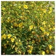 thumbnail image 2 of Everwilde Farms - 1/4 lb Partridge Pea Native Wildflower Seeds - Gold Vault Bulk Seed Packet, 2 of 3