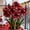 A, variant on Variegated Amaryllis, Hardy Perennial Garden Decor for Plant Hangers & Outdoor Low Maintenance (Boom year and year)
