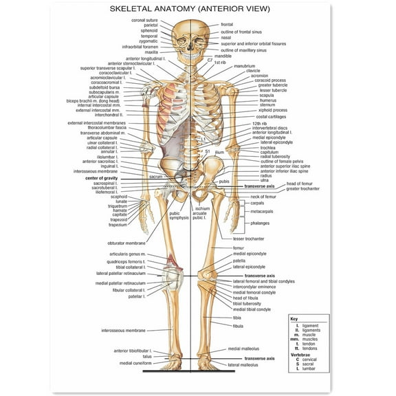 SKELETAL ANATOMY (ANTERIOR VIEW) Posters & Prints Wall Chart - Medical Teaching Canvas Painting Hospital Classroom Home Wall Art Decor Sticker (without Framed),16x12 inch (40x30cm)