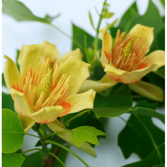 Set 2 Tulip Trees Live for Planting, Liriodendron Tulipifera Trees for Outdoor Garden 6 to 12 Inch Tall in 4 Inch Pot - Not Ship CA, AZ, ID, MT, HI, CO