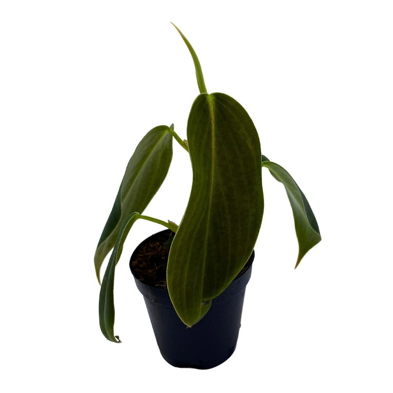 pray for me planter Prayer Plant in bamboo planter  Gardenuity