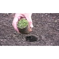 thumbnail image 4 of ProPlugger 5-In-1 Lawn & Garden Planting Tool - Bulb Planter - Manual Weeder - Soil Tester, 4 of 9