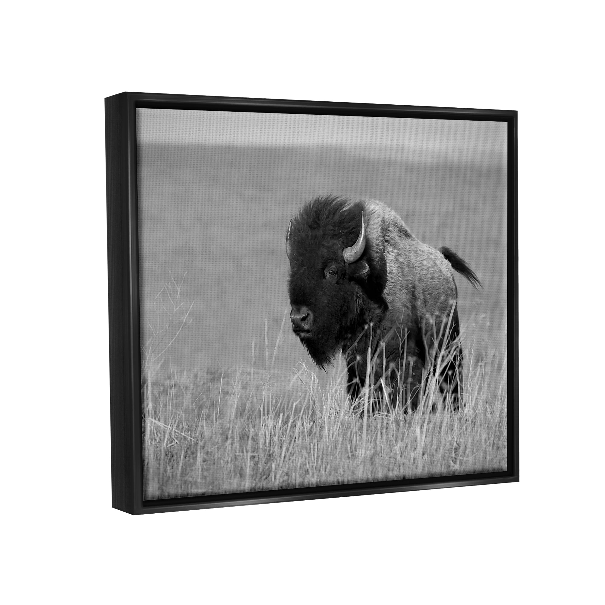 Stupell Industries Bison Grazing in Field Animals & Insects Photography Black Floater Framed Canvas Art Print Wall Art, 31 x 25