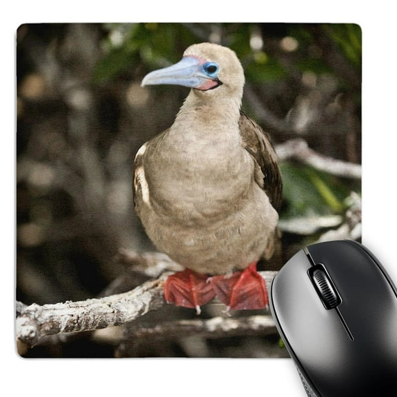 3dRose, Ecuador, Galapagos Islands, Red-footed Booby - SA07 BFR0122 - Bernard Friel, MousePad