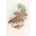 thumbnail image 2 of John Gould 17x24 Black Ornate Framed Double Matted Museum Art Print Titled: Mahratta, Nightshar (1850-1883), 2 of 5