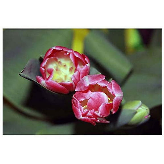 Trademark Fine Art "A Pair of Tulips II" Canvas Art by Martha Guerra, 16x24