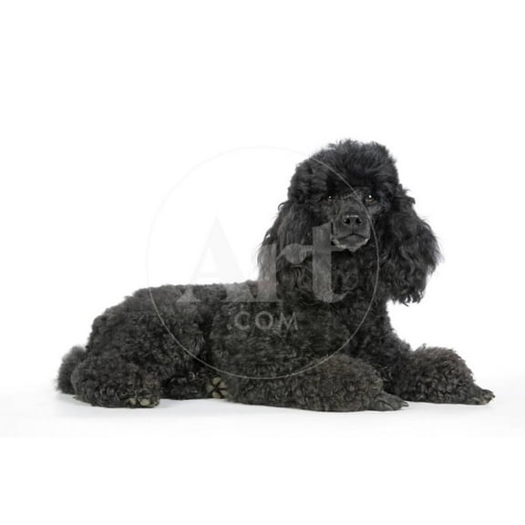 Black Poodle Lying Down, Animals Unframed Photographic Print Wall Art Sold by Art.Com