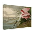 thumbnail image 4 of Trademark Fine Art John James Audubon Roseate Spoonbill Canvas Wall Art - 30x47, 4 of 4