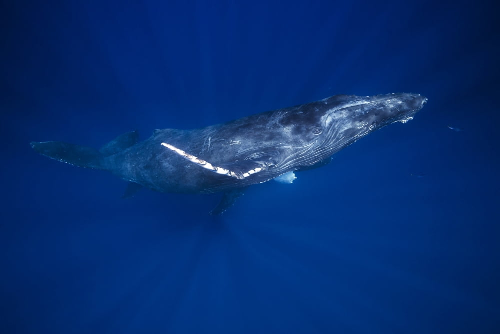Humpback Whales (me
