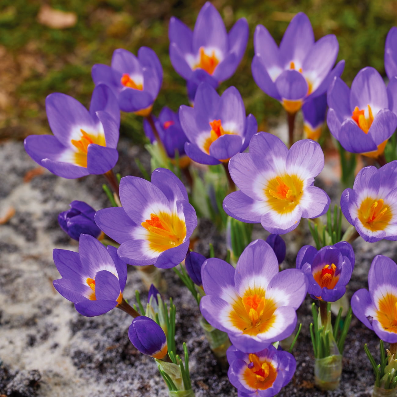 Van Zyverden Crocus sieberi Tricolor (Set of 10 Dormant Bulbs) Full Sun, Multicolor, Annual