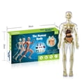 thumbnail image 2 of Toys 3D Anatomy Human Model For Children, Human Torso Body Anatomy Transparent Model, Removable Anatomy Model, Science Toy For Children And Teachers, 2 of 3