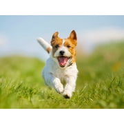 Groomer Essentials Flat Slicker - Small