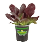 Bonnie Plants Red Romaine Lettuce Live Plants