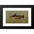 thumbnail image 2 of John L. Petrie 14x10 Black Modern Framed Museum Art Print Titled - The Common Bullhead or Horned Pout, Amiurus Nebulosus. (1898), 2 of 5
