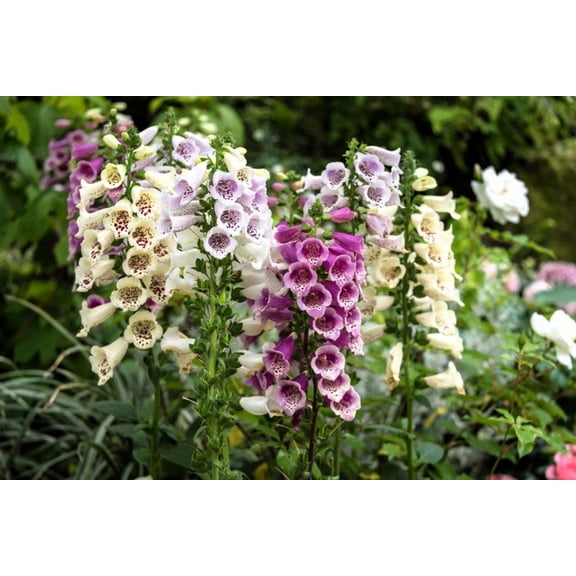 1000 DWARF FOXY MIX FOXGLOVE Digitalis Purpurea Flower Seeds