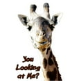 thumbnail image 3 of CafePress - You Looking At Me? Giraffe Pajamas - Women's Short Sleeve Print T-Shirt and Pants Light Cotton Pajama Set, 3 of 7