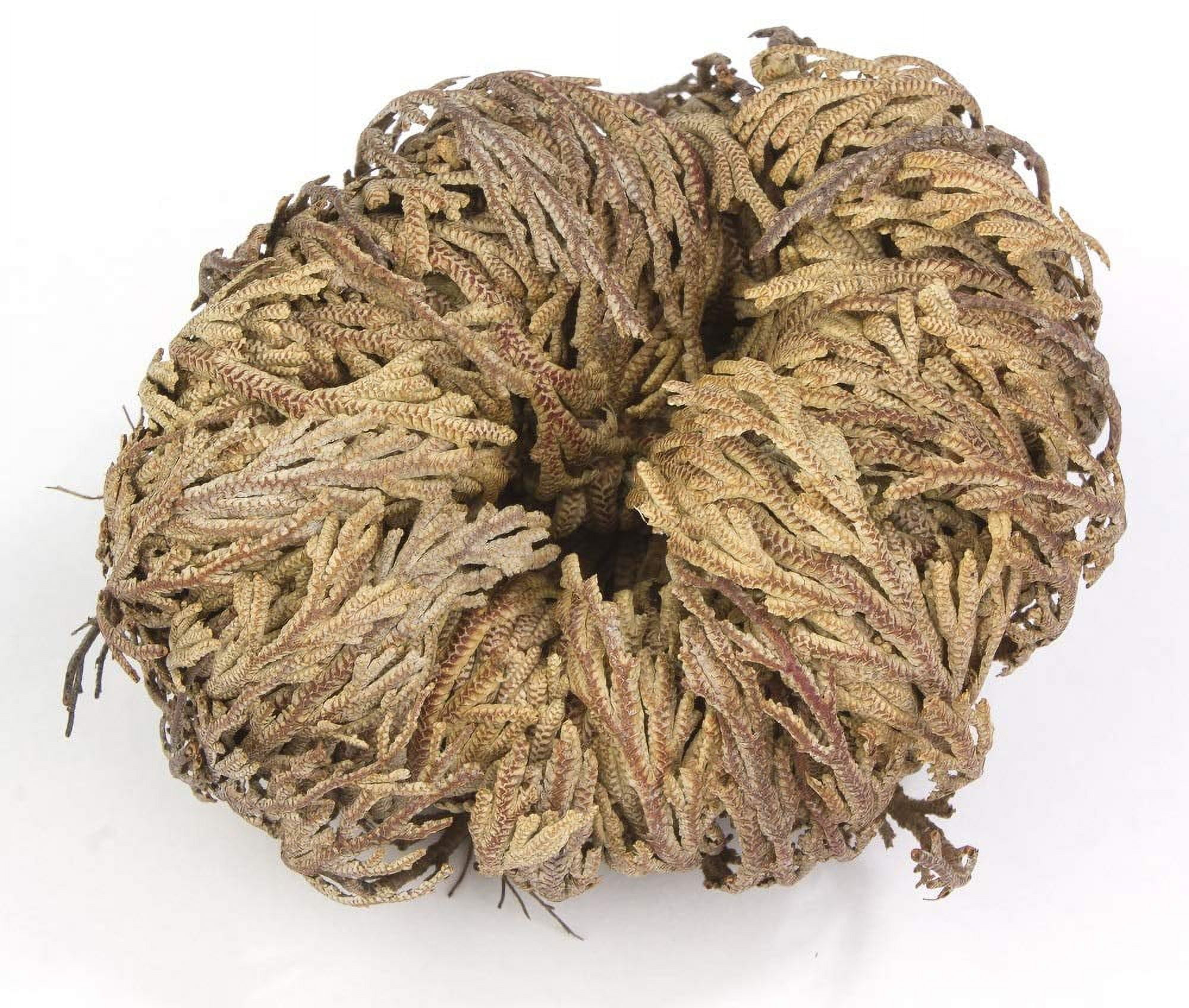 Incense Garden Rose of Jericho Flower The Resurrection Plant (6 Roses)