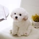 thumbnail image 3 of Bichon Frise Puppy Peluche de peluche para niños, perro de peluche, mascotas de simulación lindas, muñecas de bebé esponjosas, regalos de cumpleaños, envío directo, 3 of 5