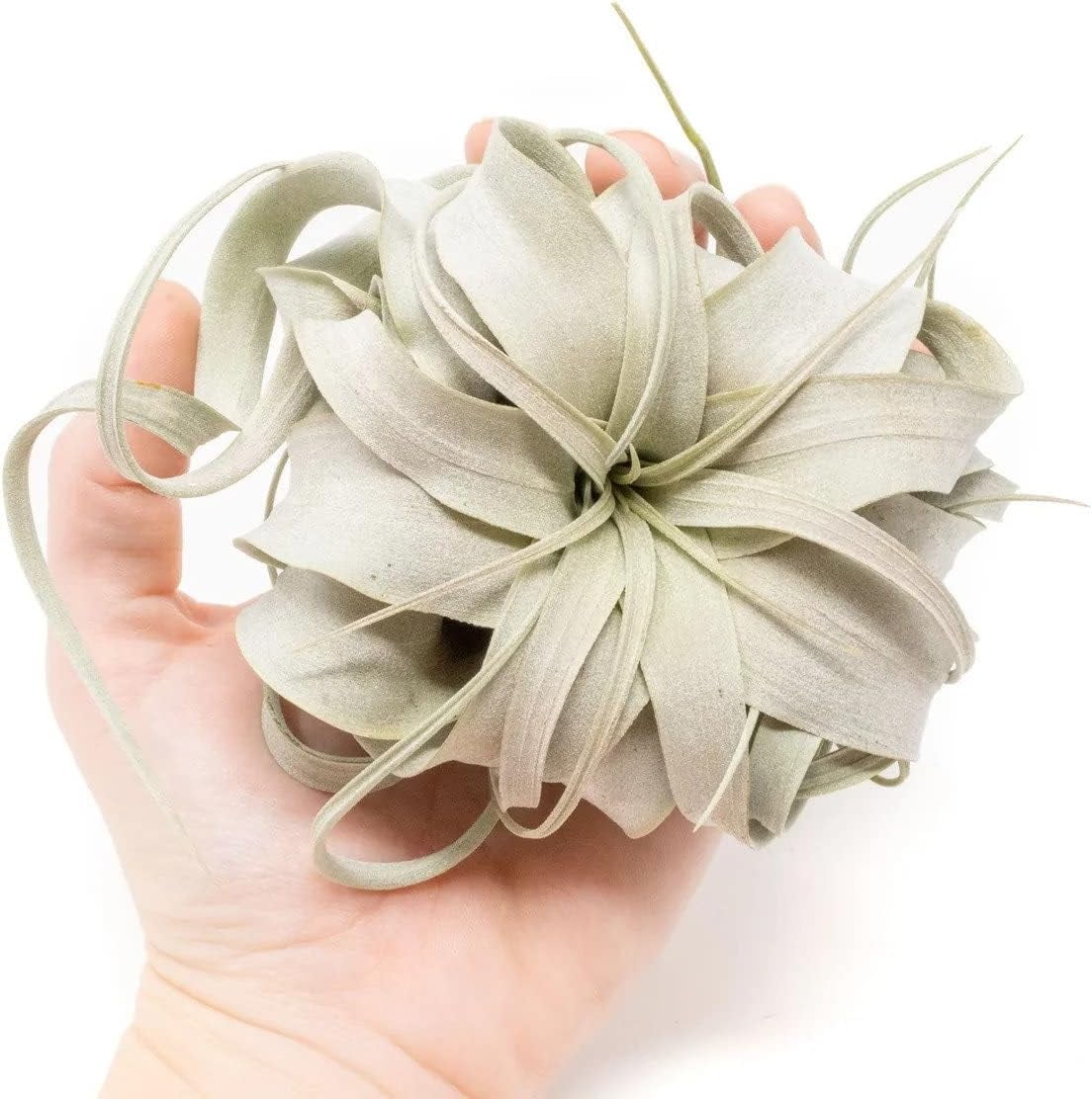 Air Plant Shop Mini Tillandsia Xerographica- Wholesale and Bulk - Succulents - Live Tillandsia - Easy Care Indoor and Outdoor House Plants (Pack of 3)