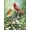 Golden Light, variant on Springbok 500 Piece Spring Song Jigsaw Puzzle for Adults