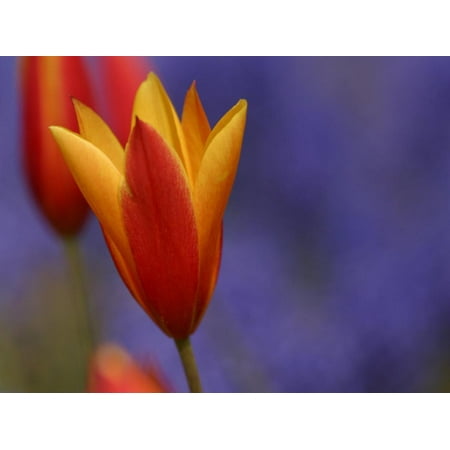 Delicate Blooms - Close-Up of Delicate and Fragile Blooming Red Tulip Print Wall Art