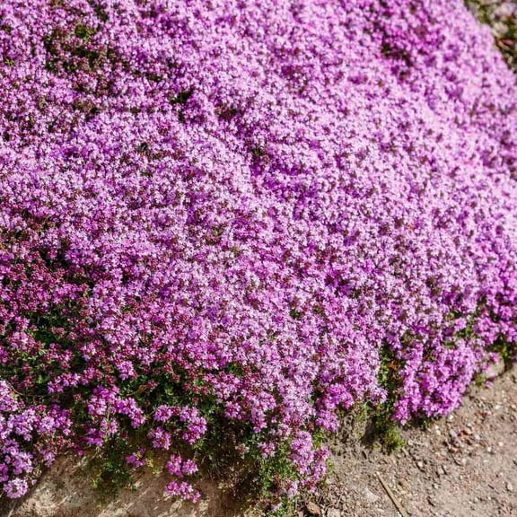 Creeping Thyme WILD 500 Seeds - Mother Nature's Seeds - Wildflower Seeds - Flower Seeds for Planting - Non-GMO