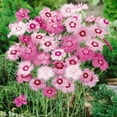 thumbnail image 3 of Outsidepride Dianthus Plumarius Sweetness Ground Cover Seeds, 3 of 4