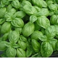thumbnail image 5 of Basil Sweet Genovese Great Garden Herb 1,200 Seeds, 5 of 5