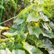 thumbnail image 4 of Red de enrejado, Red de jardín, Red de plantas trepadoras, Red de enrejado de jardín Red de árboles frutales Soporte de plantas trepadoras para plantas vegetales de pepino de tomate Kuyhfg Bienvenido a Kuyhfg, 4 of 5