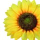 thumbnail image 5 of Cabeza de girasol artificial Simulación de cabezas de flores Ramo de fiesta de boda Accesorios de bricolaje, 12 piezas, Amarillo, 14 cm Sweethay HA7119-09B, 5 of 6