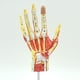 thumbnail image 4 of Modelo Anatómico de Esqueleto de Mano con Músculos, Ligamentos, Nervios y Vasos Sanguíneos, Material Didáctico para los Músculos Óseos de la Mano, 4 of 5