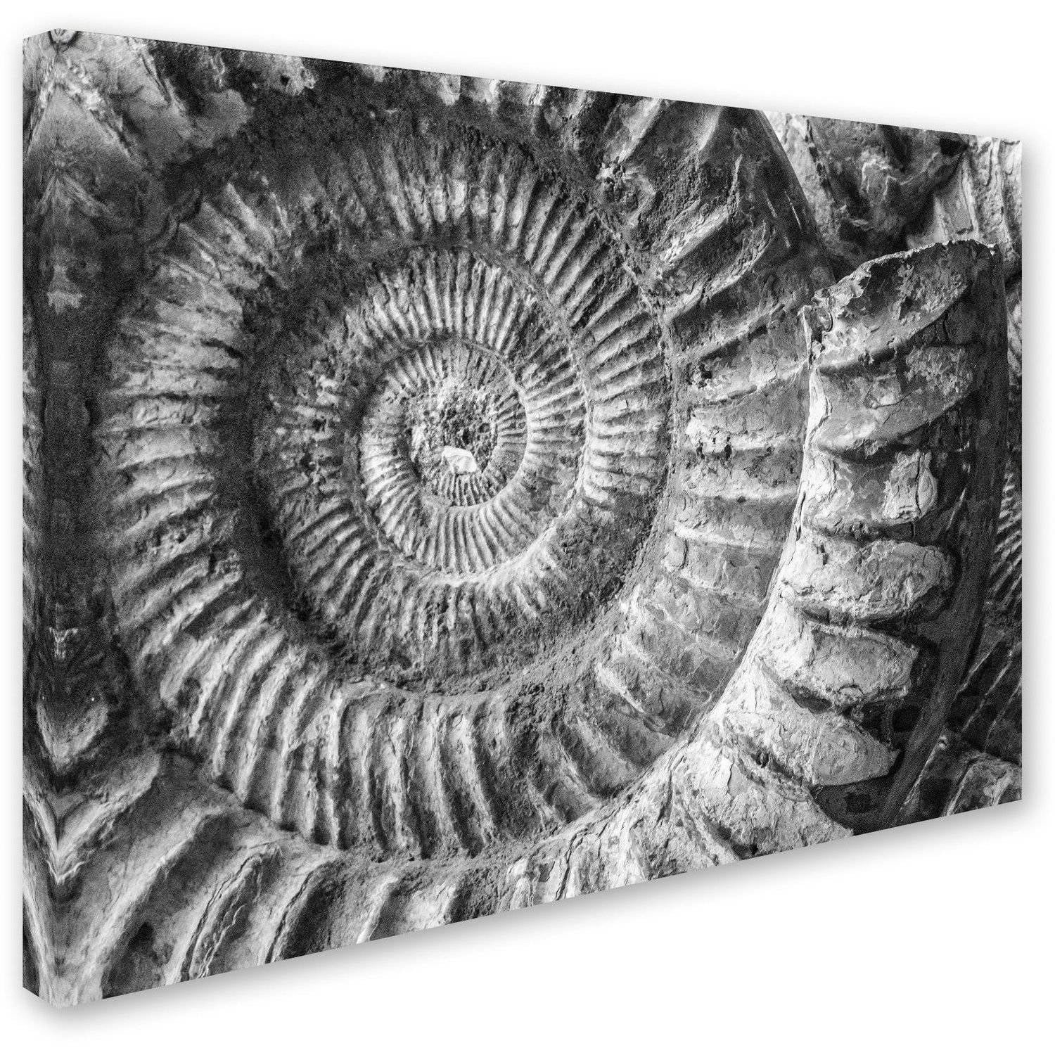 Trademark Fine Art "Amonita 1" Canvas Art by Moises Levy