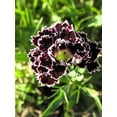 thumbnail image 4 of 30 Black & White CHIANTI DIANTHUS Chinensis China Pink Flower Seeds, 4 of 8
