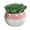 Pink, variant on Flora Bunda Artificial Succulent in Two Tone Pink Ceramic Pot