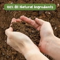 thumbnail image 3 of Anthurium Plant Potting Mix (4 Quarts) Indoor Houseplant Custom Blend for Flowering Anthuriums, 3 of 3