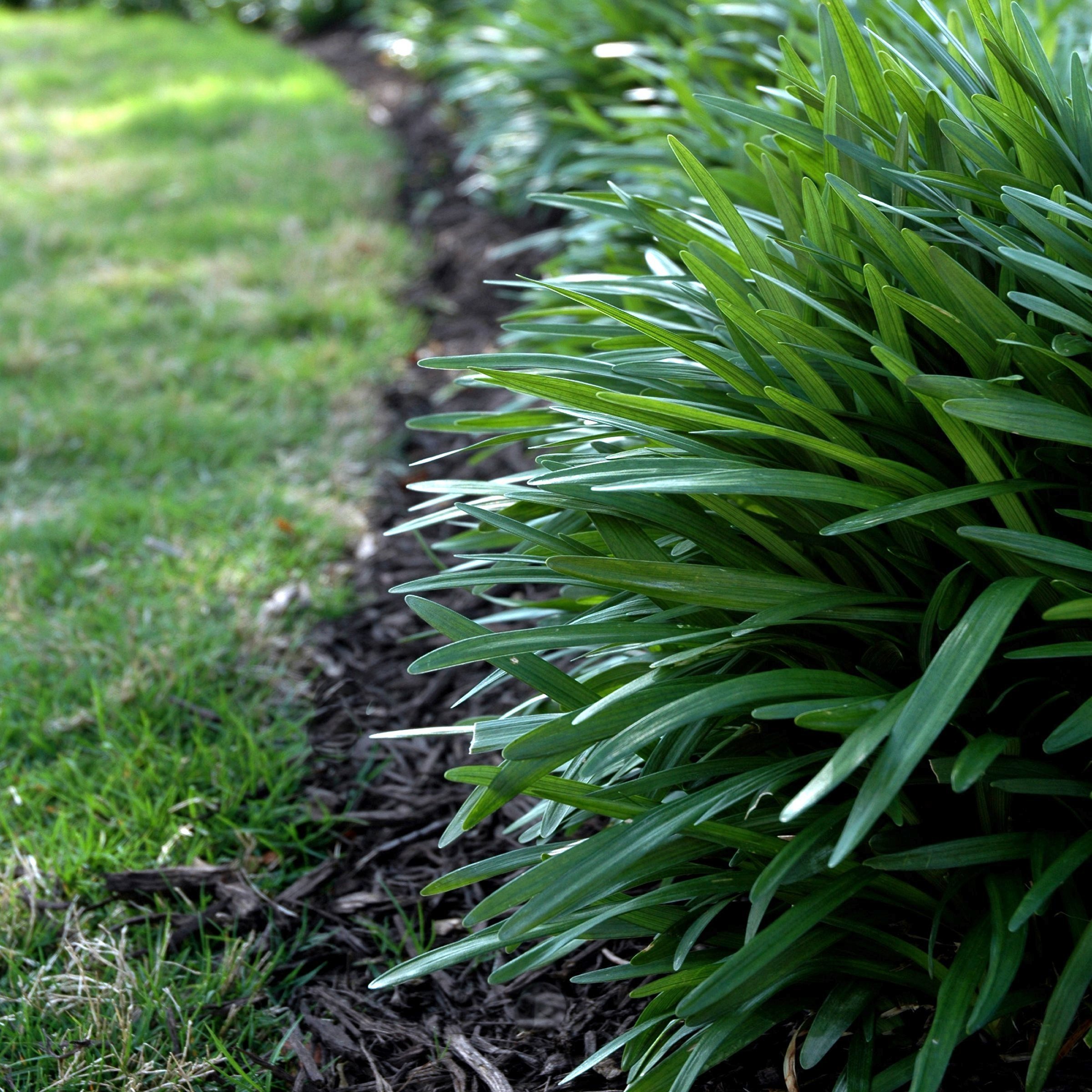 National Plant Network 4 in. Mondo Grass (16-Pack)