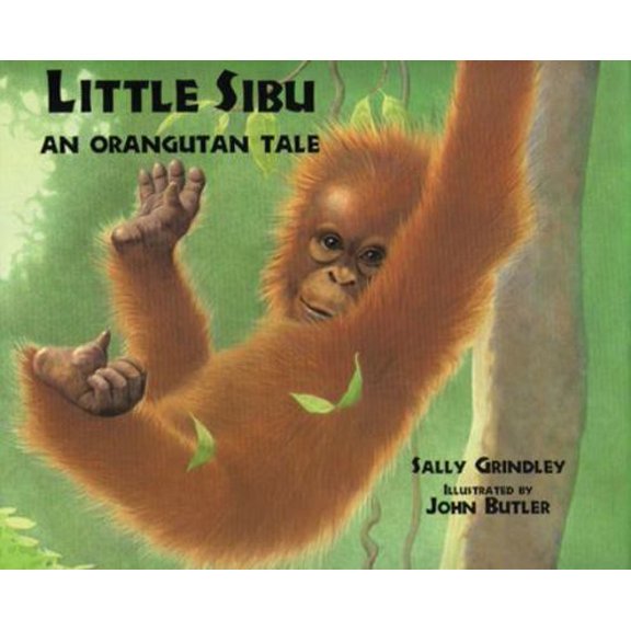 Pre-Owned Little Sibu: An Orangutan Tale (Hardcover) by Sally Grindley