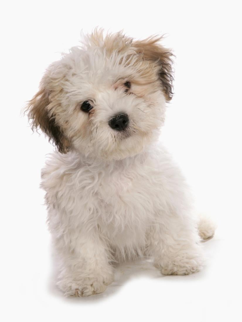 shichon dog