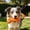 Orange, variant on Dog Rope Bones on a Rope Dog Toy, for Fetch & Chew Small Medium Large Dogs