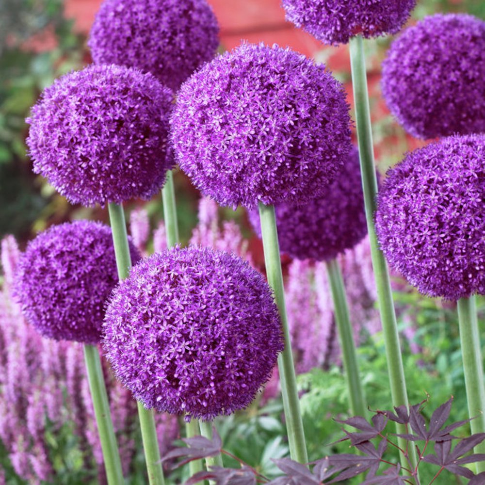 Van Zyverden Allium Ambassador Set of 3 Bulbs Lavender Full Sun