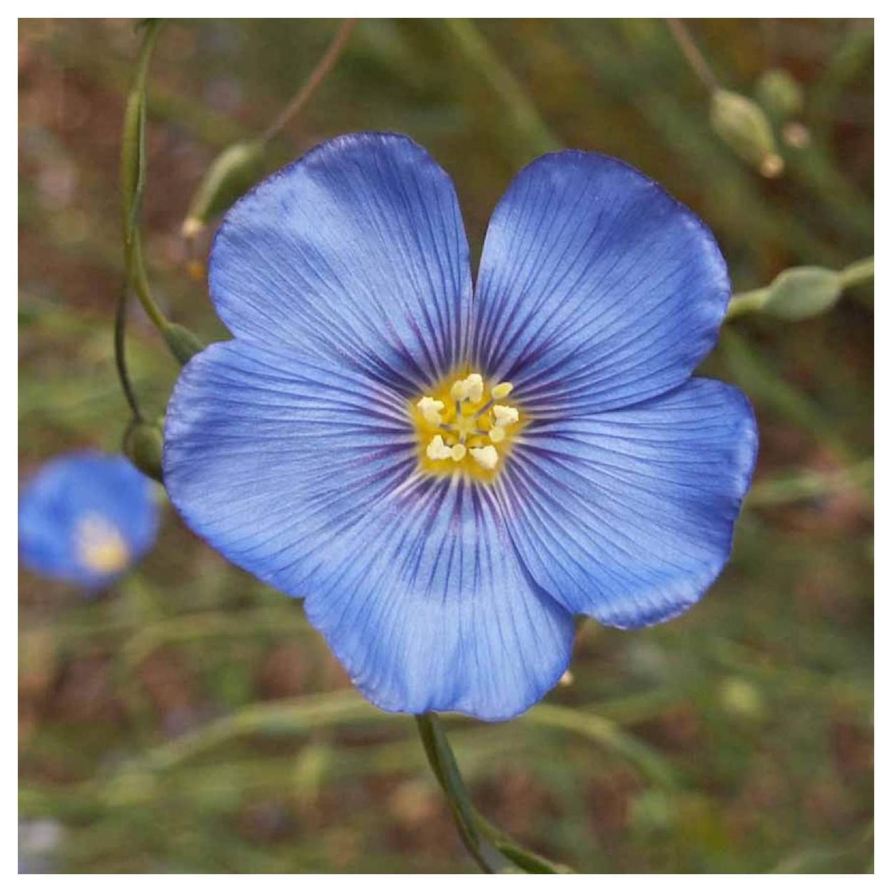 Everwilde Farms - 1 lb Blue Flax Garden Flower Seeds - Gold Vault Bulk Seed Packet