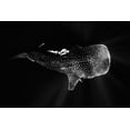 thumbnail image 2 of Gabriel, Barathieu 24x17 White Modern Wood Framed Museum Art Print Titled - Black And Whale Shark, 2 of 4