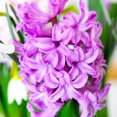 thumbnail image 3 of Andorra Fragrant Hyacinth Flower Bulbs - 6 Bulbs per Pack - Pleasantly Scented - Deer Resistant - Grows Well In Containers - Naturalizing - Perennializing - Easy to Grow Live Plants - Outdoor Garden, 3 of 6
