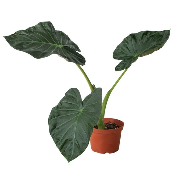 Alocasia 'Regal Shields', 4" Pot, Indoor Houseplant, Easy Care, Live Plant for Indoor & Outdoor