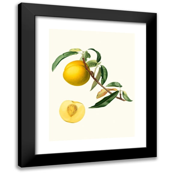 Giorgio Gallesio 11x14 Black Modern Framed Museum Art Print Titled - Cotogna Durana Maximum Or, Giallona of Verona. (Persica Julodermis Cotonea; Giallona of Verona; Peaches) (1817-1839)
