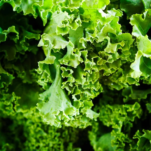 Kale Garden Seeds - Dwarf Siberian - 1 Oz - Non-GMO, Heirloom Vegetable Gardening, Sprouting & Microgreens Seed