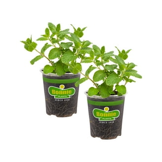 Pineapple Mint- Herb- Live Starter Plant - Walmart.com