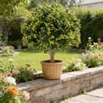 thumbnail image 4 of Orange Artificial Boxwood Planting Trees Planteds In The Ground Suitable For Outdoor Garden Landscaping And Decoration, 4 of 6